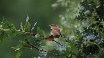 Common Nightingale