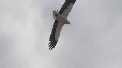 Egyptian Vulture