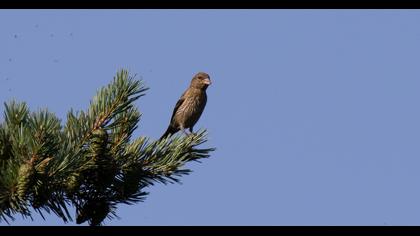 Red Crossbill