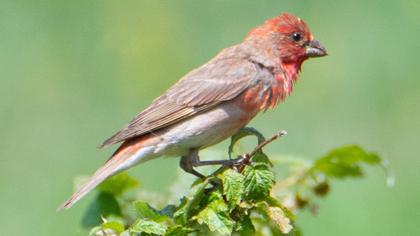 Common Rosefinch