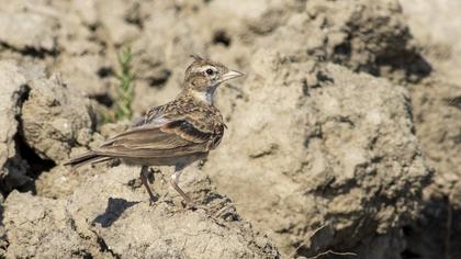 Greater Short-toed Lark