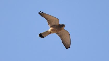 Lesser Kestrel