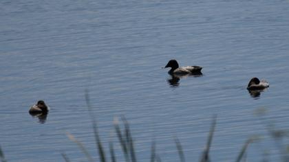 Common Pochard