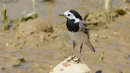 White Wagtail
