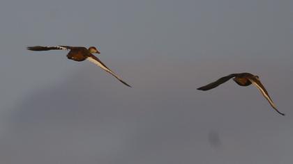 Red-crested Pochard