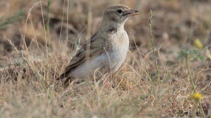 Greater Short-toed Lark