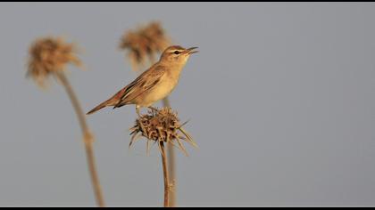 Rufous-tailed Scrub Robin