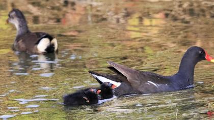 Common Moorhen