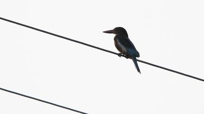 White-throated Kingfisher