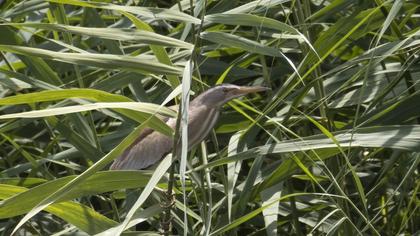 Little Bittern