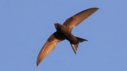Common Swift