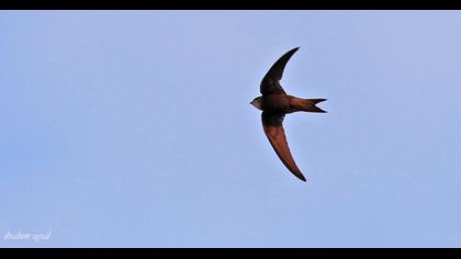 Common Swift