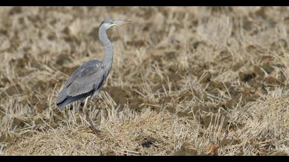 Grey Heron
