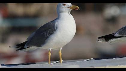 Yellow-legged Gull