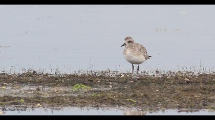 Grey Plover