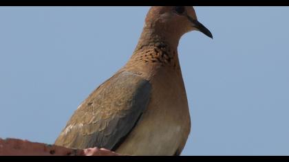 Laughing Dove