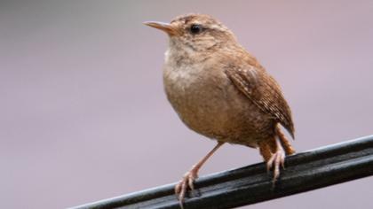 Eurasian Wren