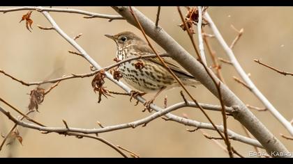 Song Thrush