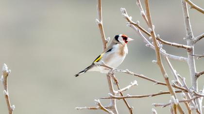 European Goldfinch