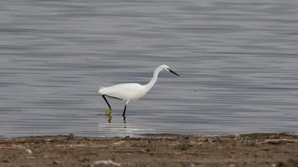 Little Egret