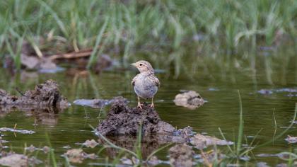 Turkestan Short-toed Lark