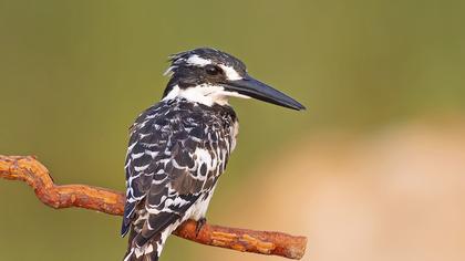 Pied Kingfisher