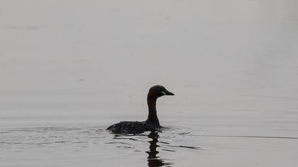 Little Grebe