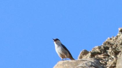 Western Rock Nuthatch