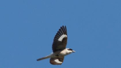 Lesser Grey Shrike