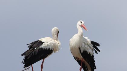 White Stork