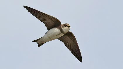 Sand Martin