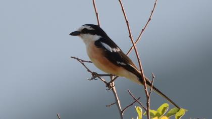 Masked Shrike