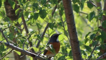White-throated Robin