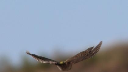 European Green Woodpecker