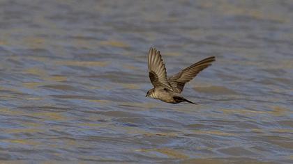 Eurasian Crag Martin