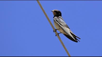 Barn Swallow