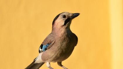 Eurasian Jay