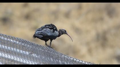 Northern Bald Ibis