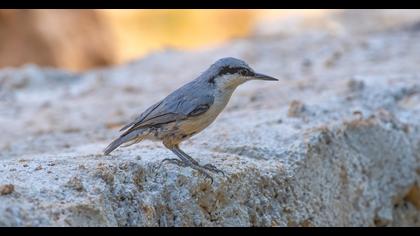 Eastern Rock Nuthatch