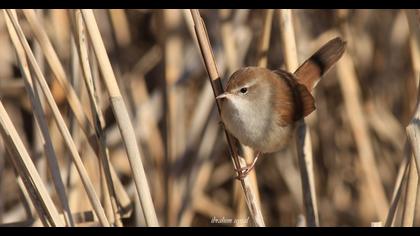 Cetti`s Warbler