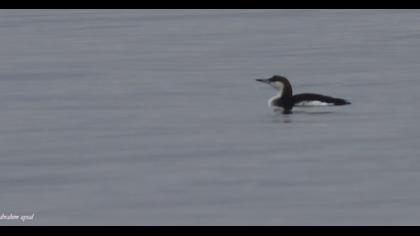Black-throated Loon