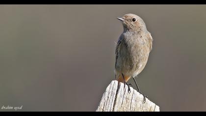 Black Redstart
