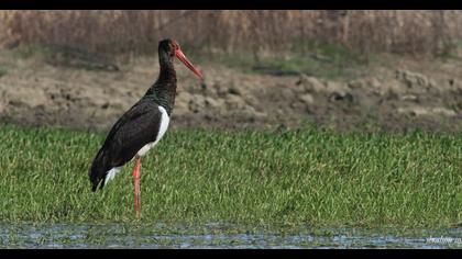 Black Stork