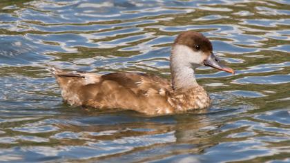 Red-crested Pochard