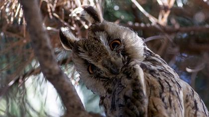 Long-eared Owl