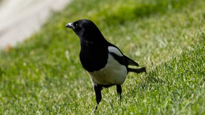 Eurasian Magpie