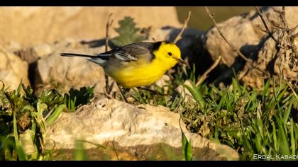 Sarıbaşlı kuyruksallayan