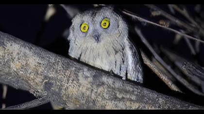 Pallid Scops Owl
