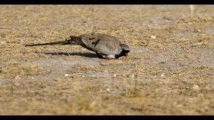 Namaqua Dove