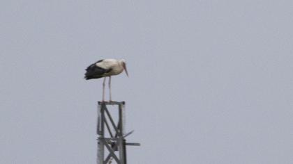 White Stork